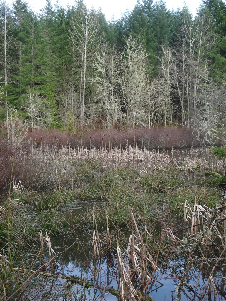 Washington Wetland