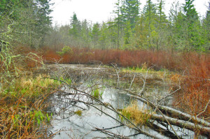 Pretty wetland 5